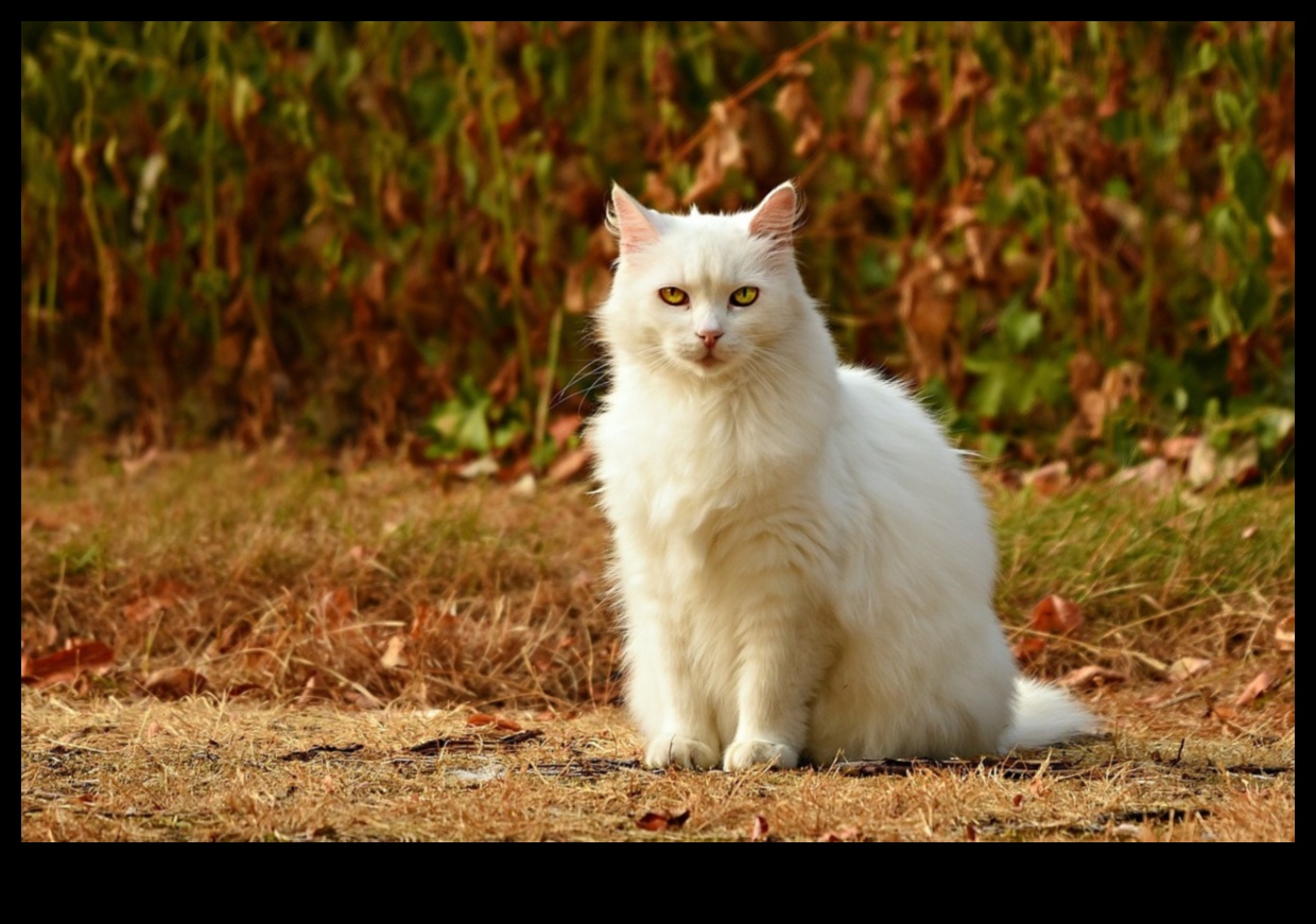 Feline Fun Facts: Unveiling More Intriguing Tidbits About Cats