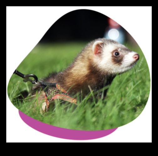 Ferret Funhouse: Enrichment Tips for Your Playful Ferrets