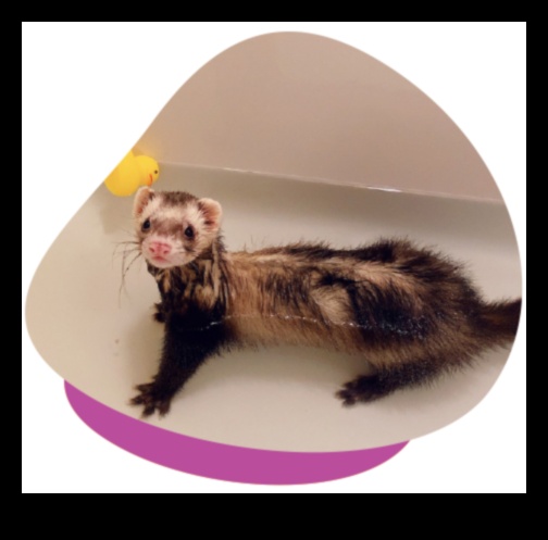 Ferret Funhouse: Enrichment Tips for Your Playful Ferrets