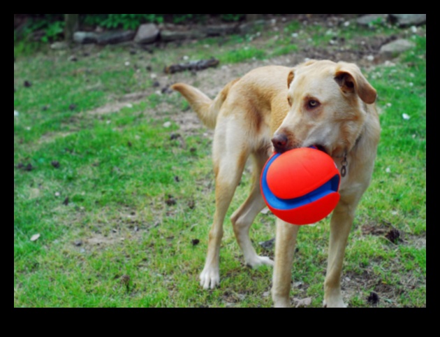 Fetch Fun: Creative and Entertaining Games for Your Dog