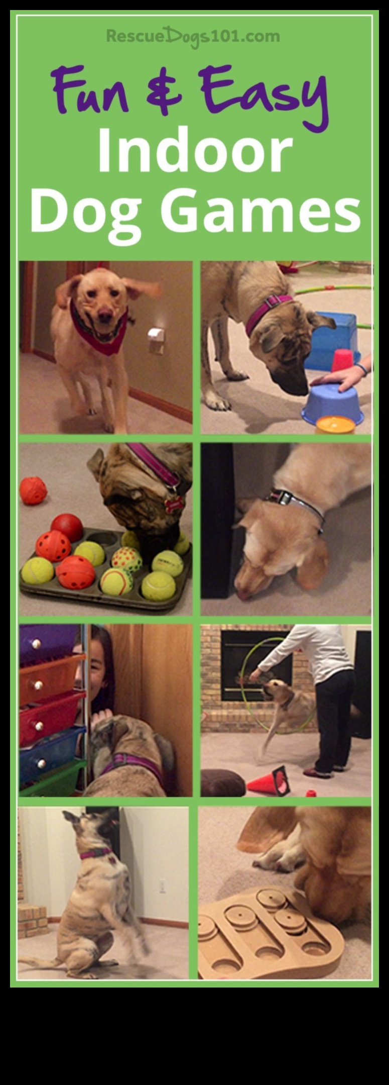 Fetch Fun: Creative and Entertaining Games for Your Dog