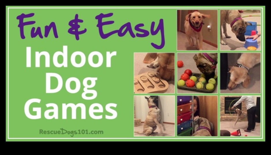 Fetch Fun: Creative and Entertaining Games for Your Dog