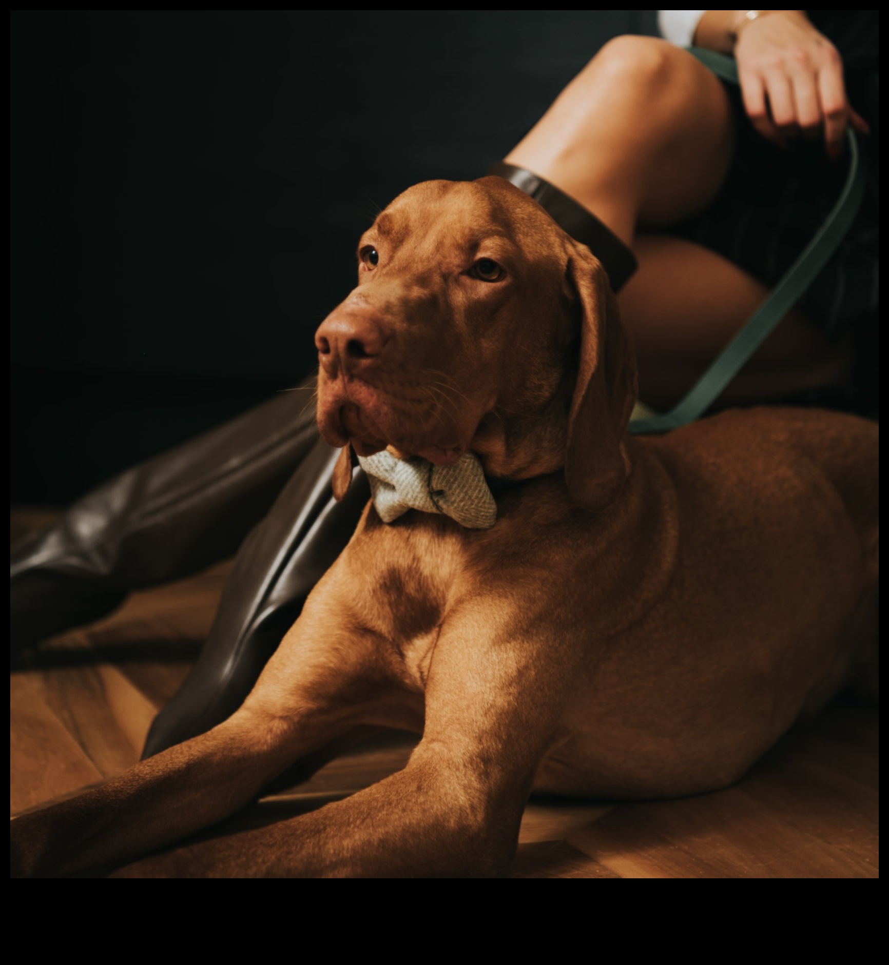 Fido's Fashion Forward Canine Style Trends for Every Season 5 Fido's Fashion Forward: Canine Style Trends for Every Season