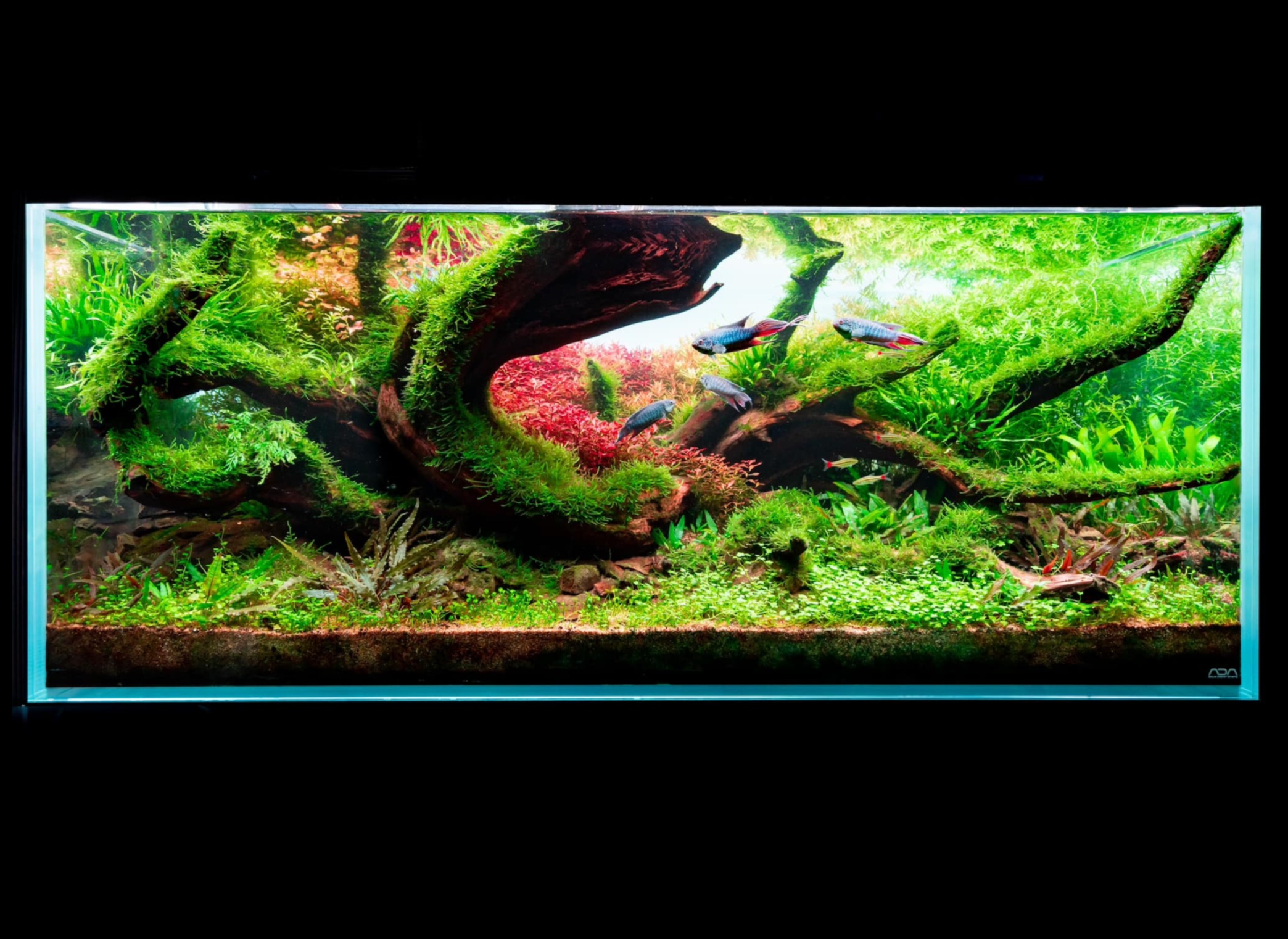 Fin-tastic Aquascapes: Creating Natural Environments for Fish