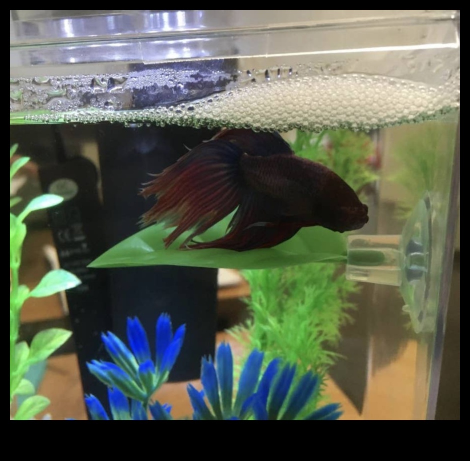 Fin-tastic Finds: Must-Have Accessories for Your Aquarium Pets