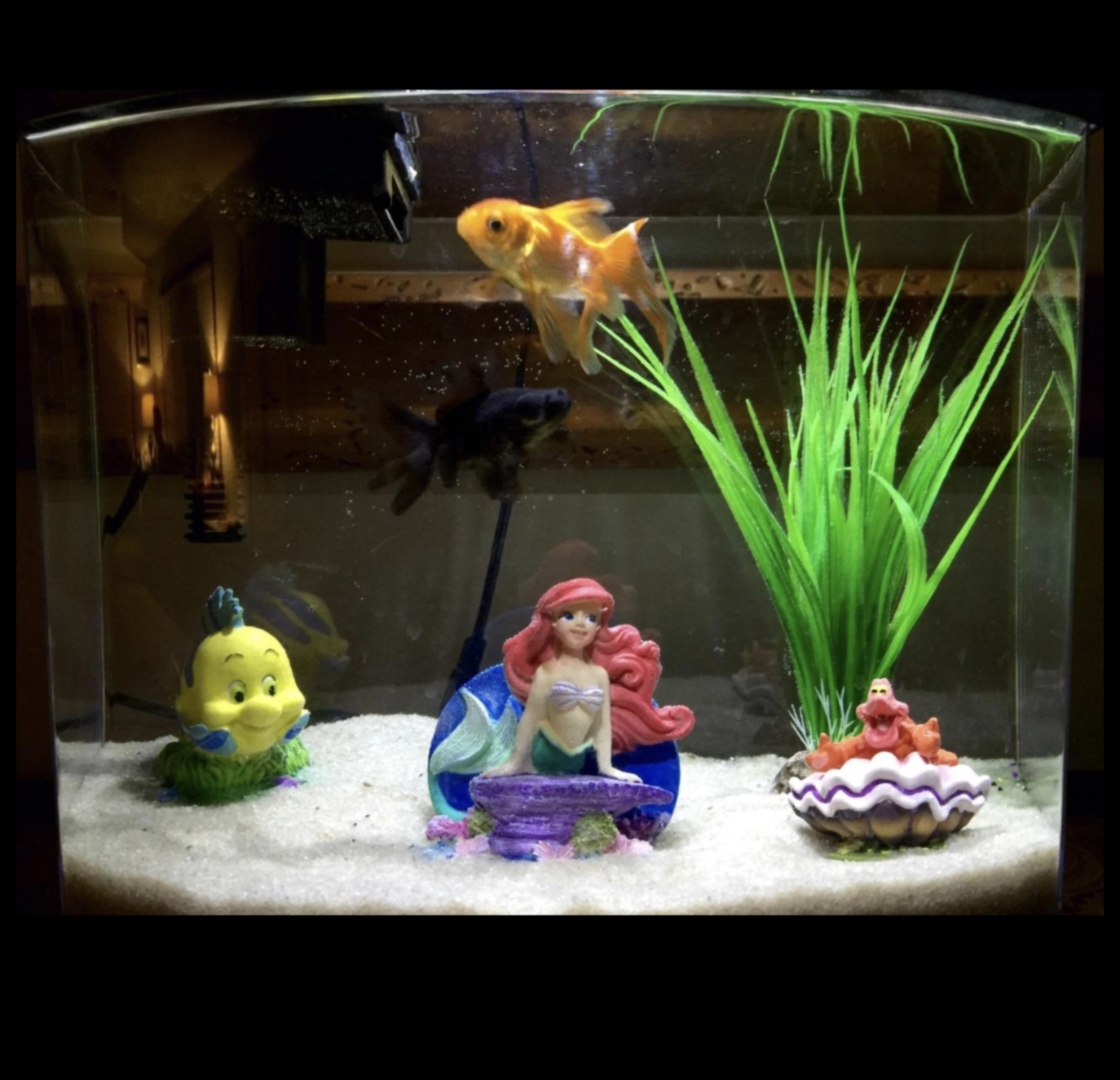 Fin-tastic Finds: Must-Have Accessories for Your Aquarium Pets