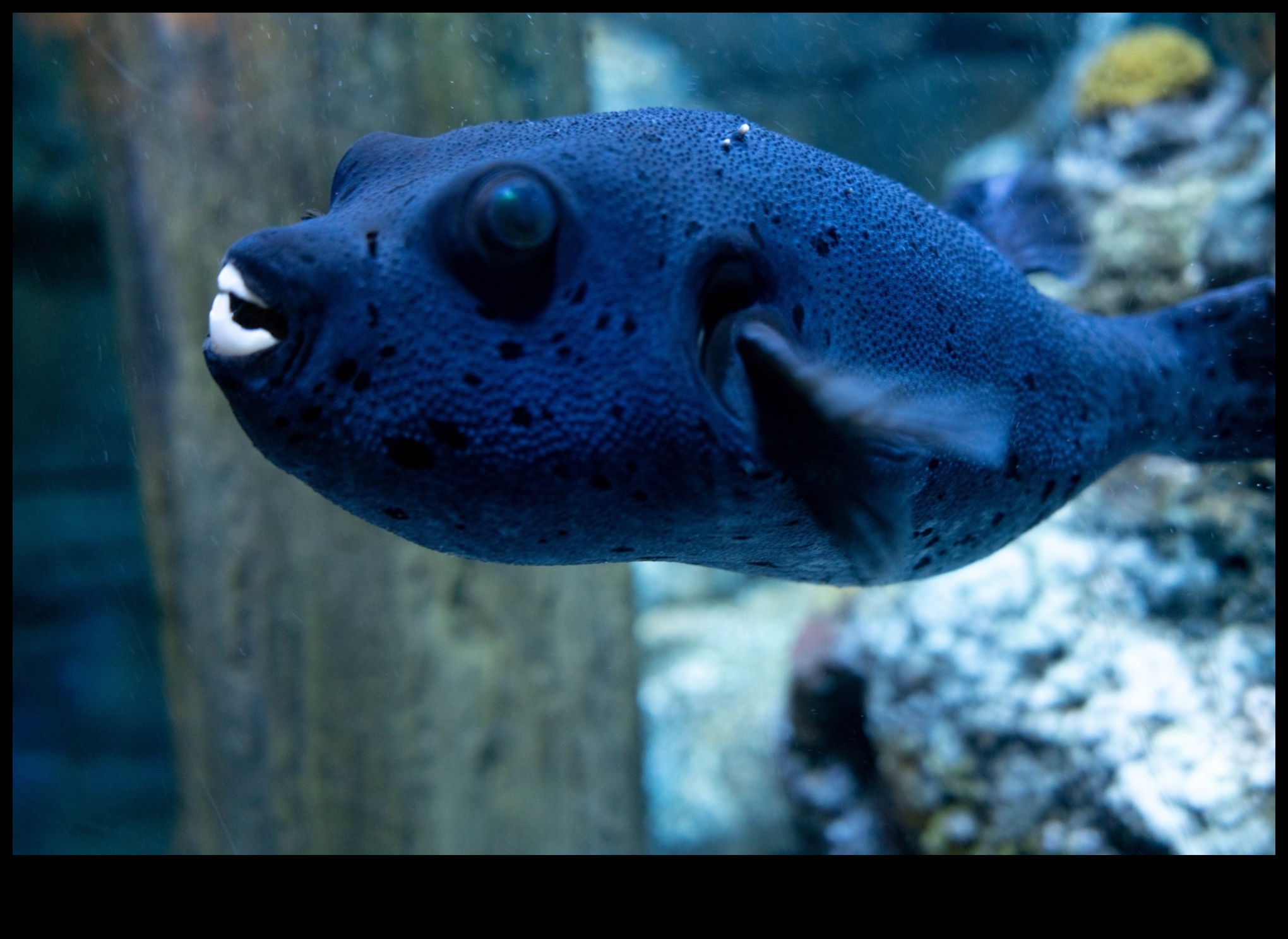 Fin-tastic Finishes Continued: Recognizing Excellence in Angling Photography