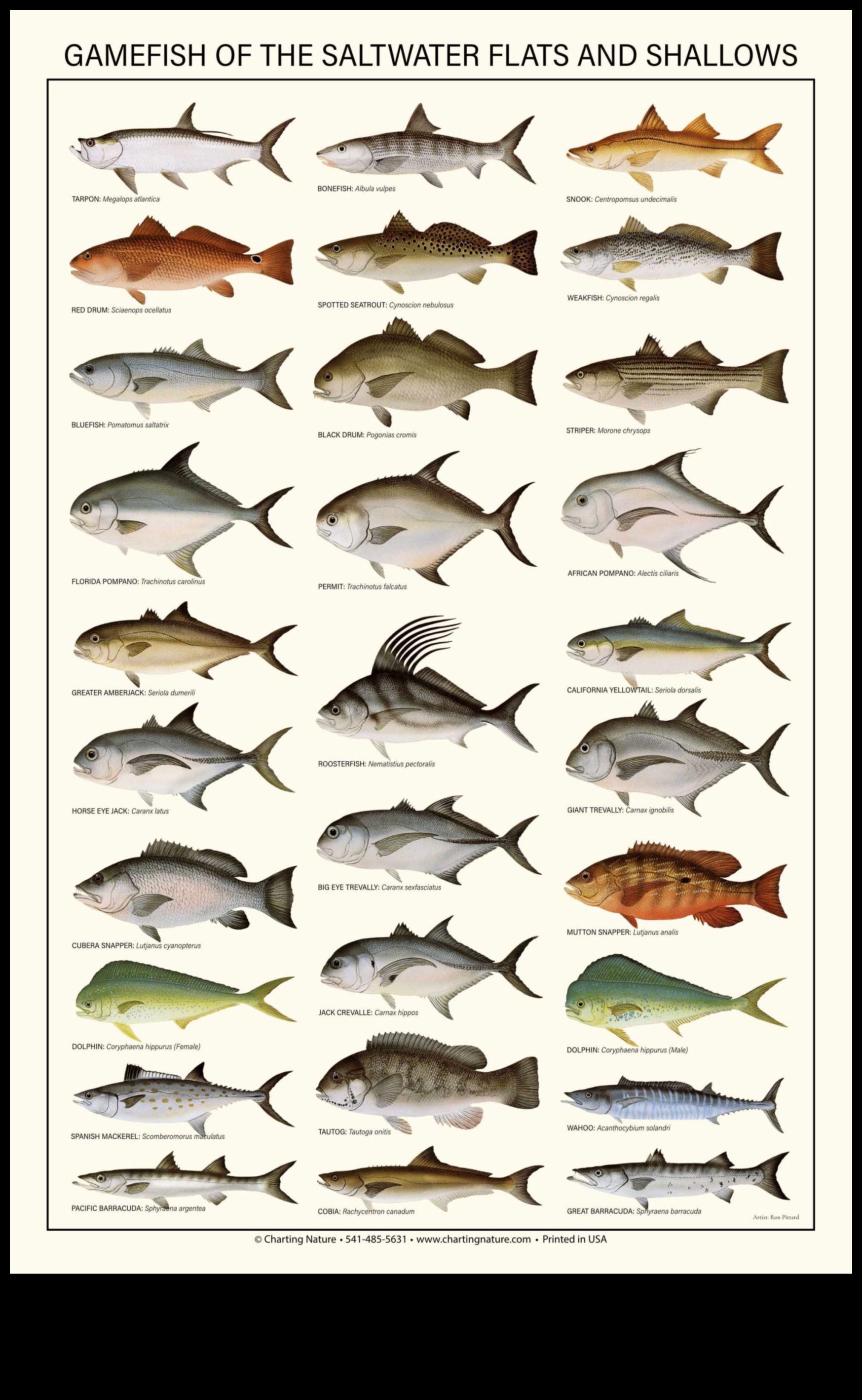 Finned Friends Continued: Fish with Remarkable Social Structures