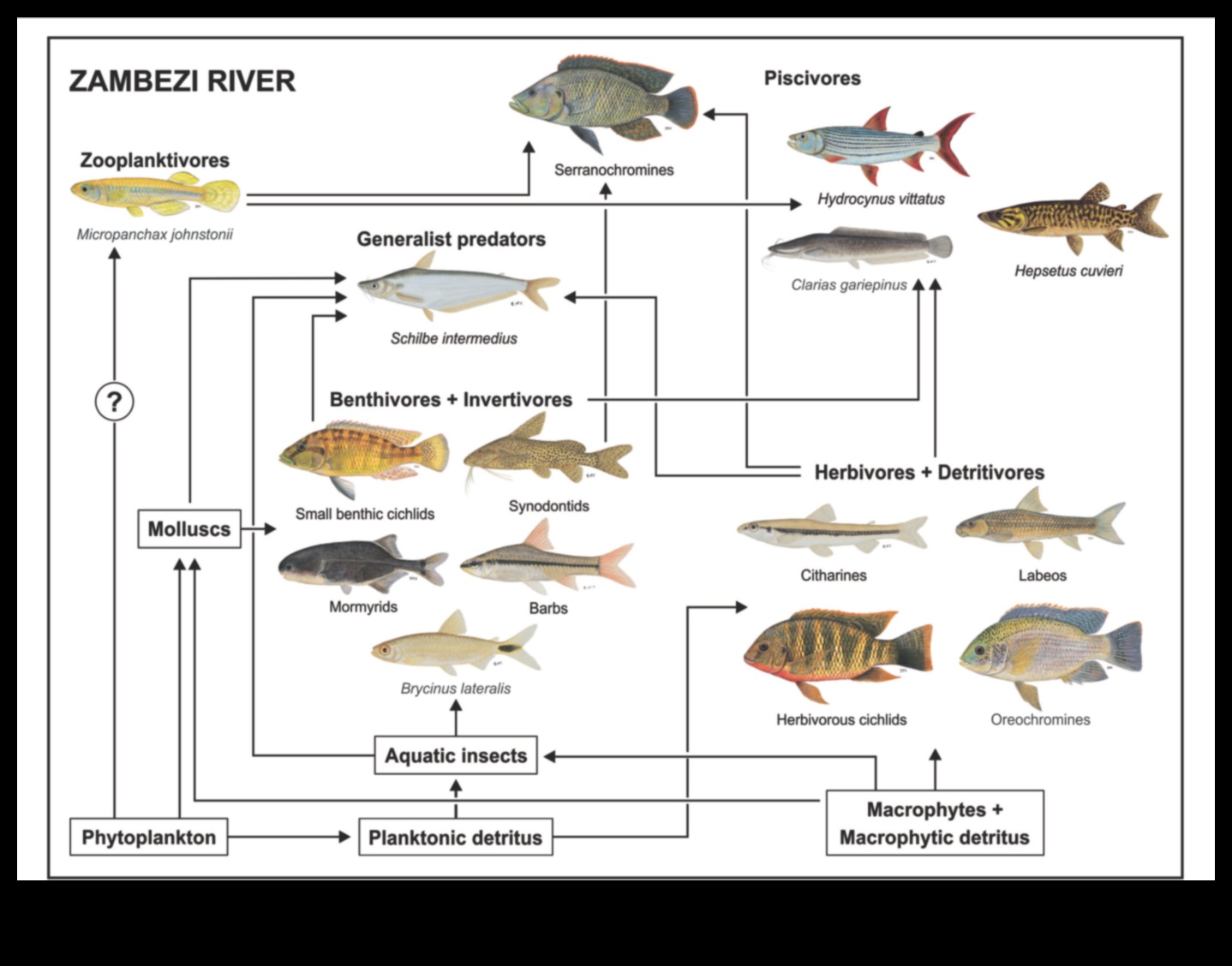 Finned Friends Continued: Social Structures and Group Dynamics in Fish