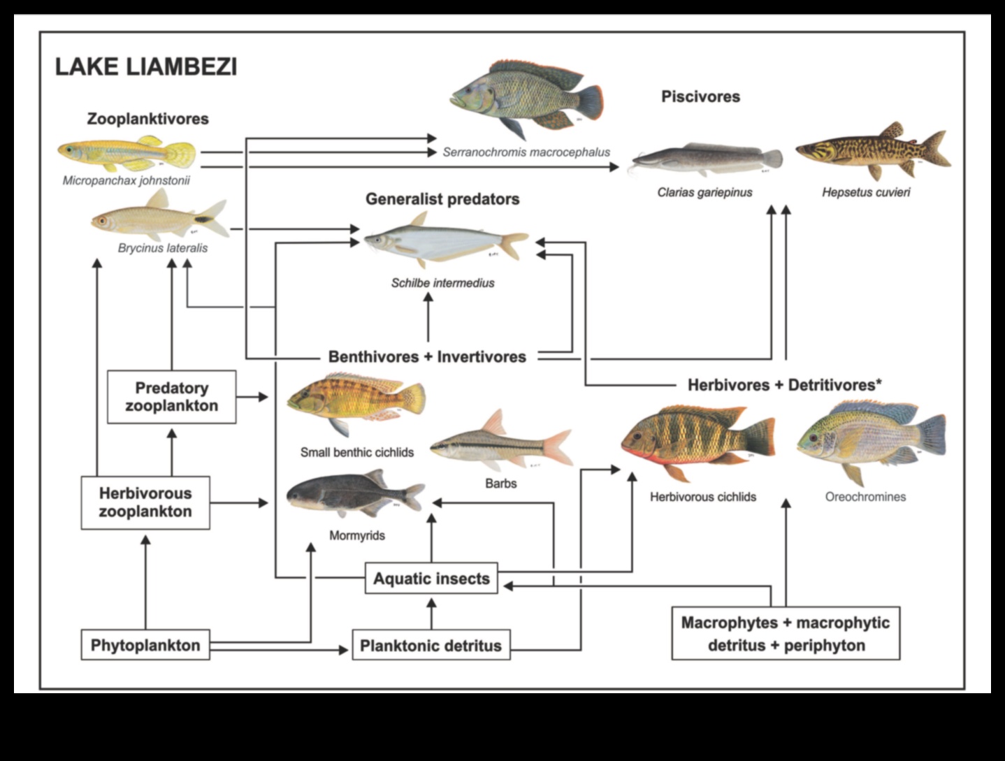 Finned Friends Continued: Social Structures and Group Dynamics in Fish