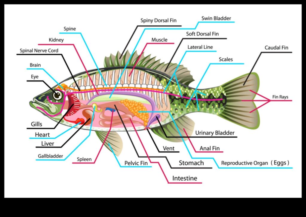 Fish Anatomy 101 An In-Depth Look at the Structure of Fish Bodies 1