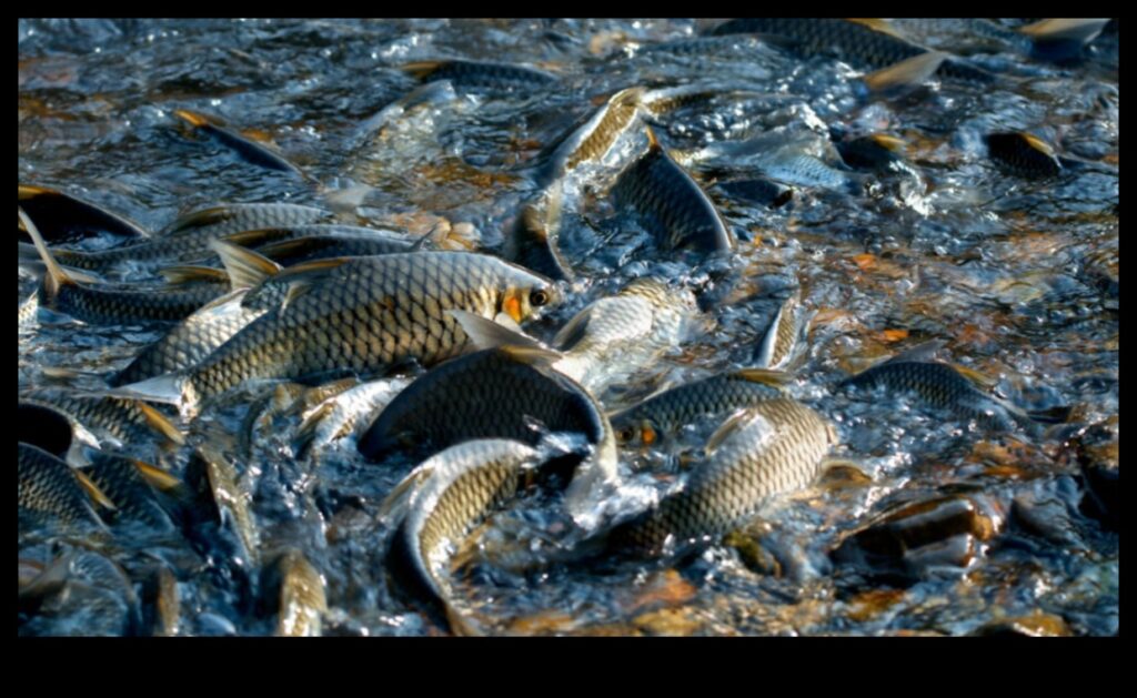 Fish Conservation Chronicles Continued Success Stories in Protection 1