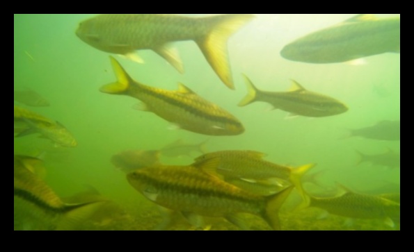 Fish Conservation Chronicles Continued: Success Stories in Protection