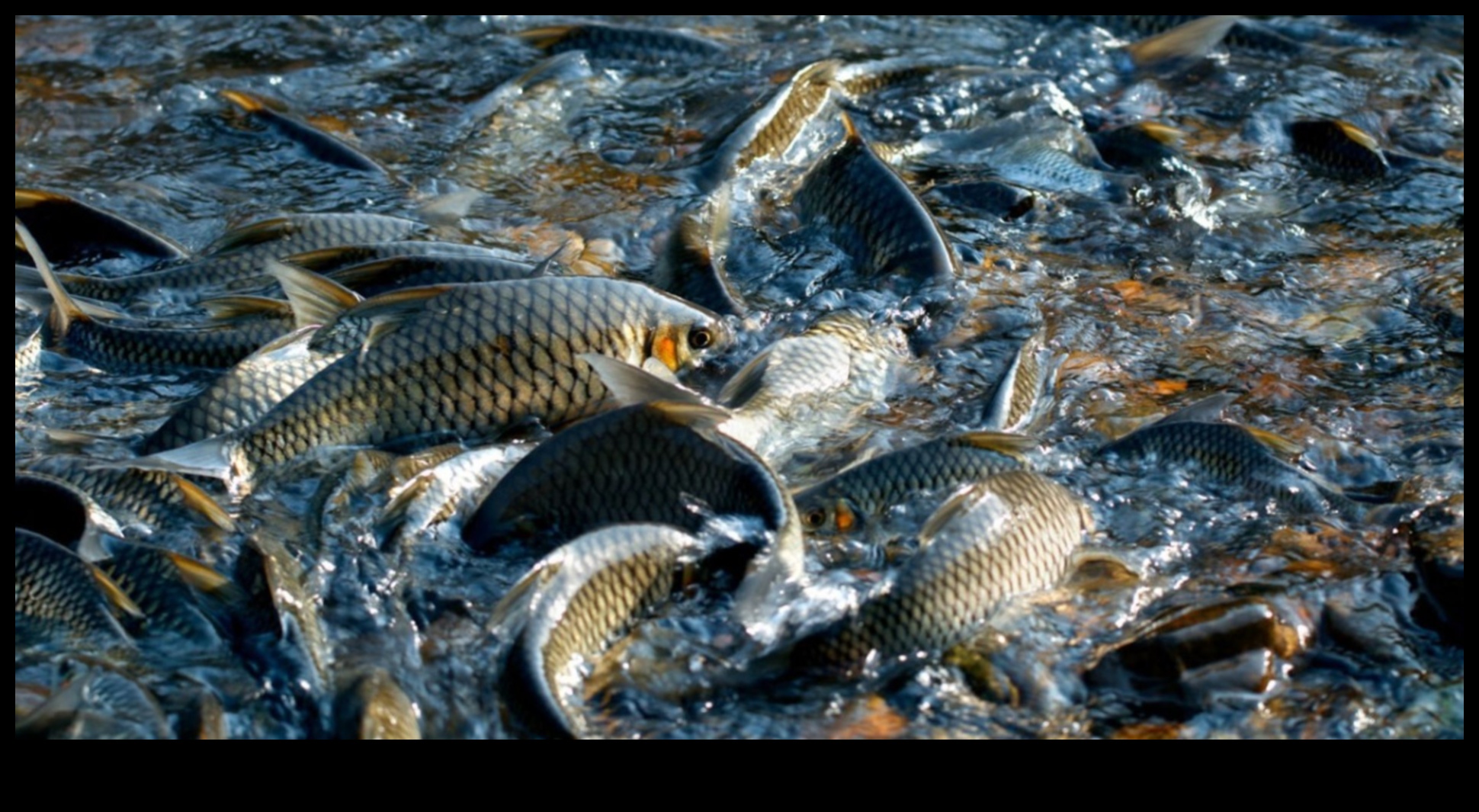 Fish Conservation Chronicles: Efforts to Protect Endangered Species