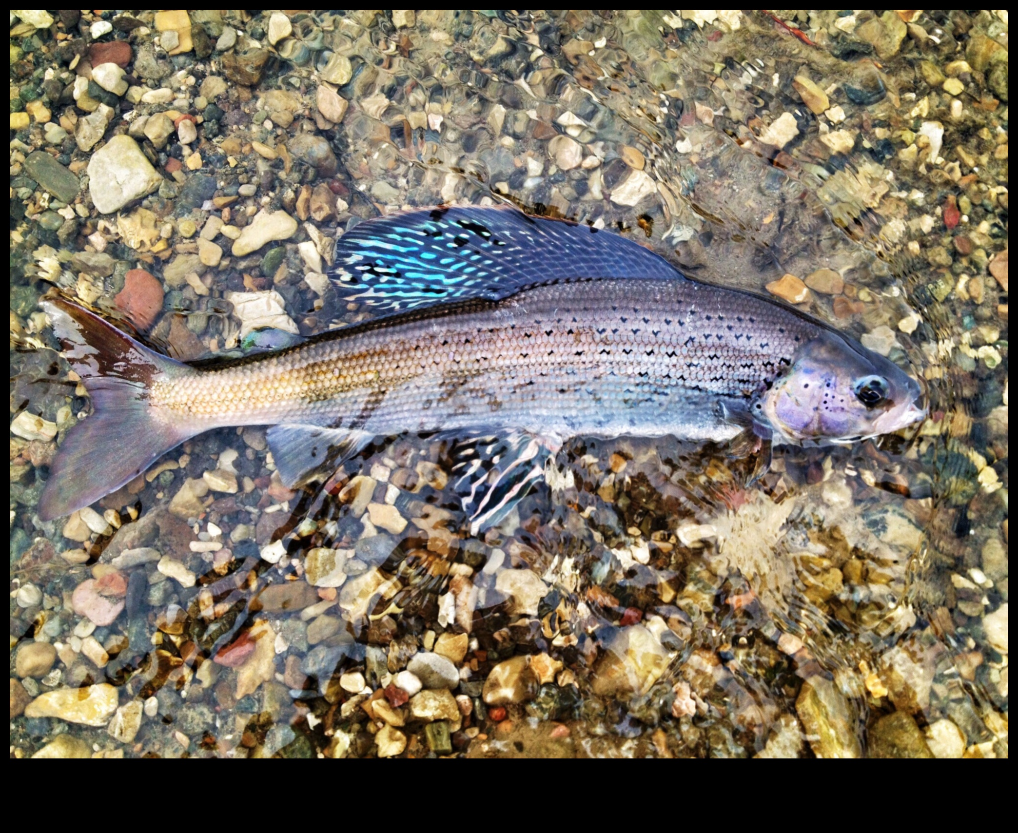 Fish Conservation Chronicles: Efforts to Protect Endangered Species