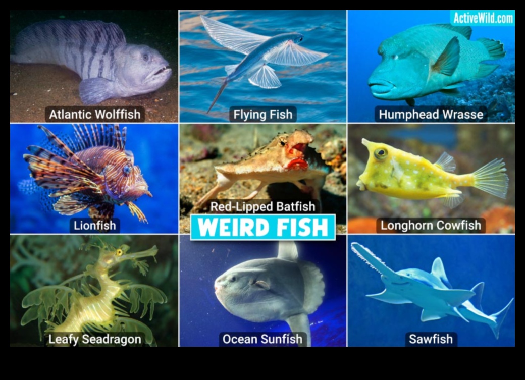 Fish Identification Continued: Recognizing Uncommon and Exotic Species