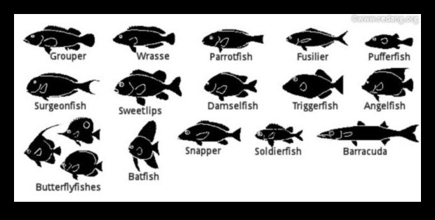 Fish Identification Continued: Recognizing Uncommon and Exotic Species