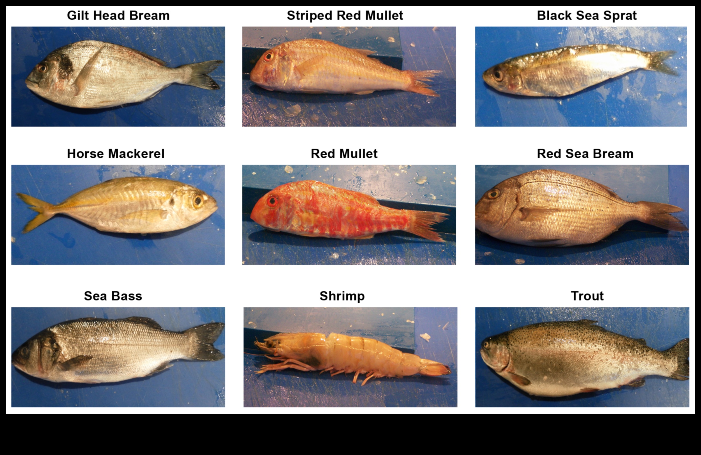 Fish Identification Continued: Recognizing Uncommon and Exotic Species