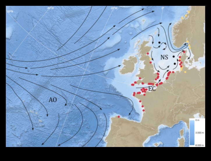 Fish Migration Mysteries Continued: Tracking Patterns and Routes