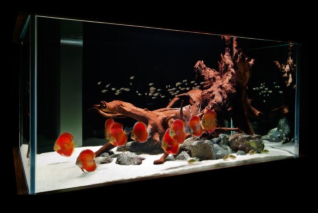 Fish Tank Artistry Continued Captivating Themes for Saltwater Aquariums 1