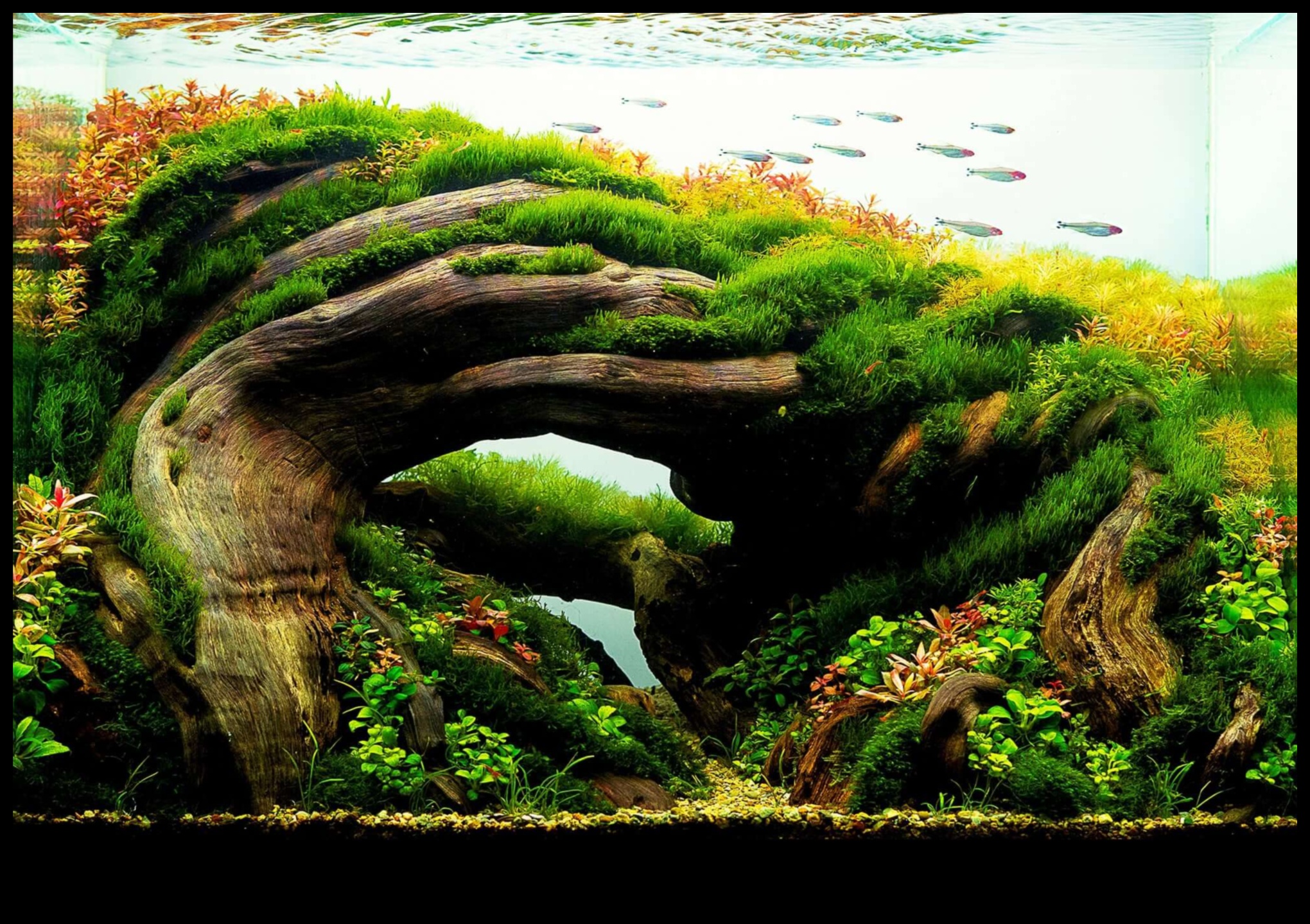 Fish Tank Artistry Continued: Creative Themes for Different Aquarium Styles