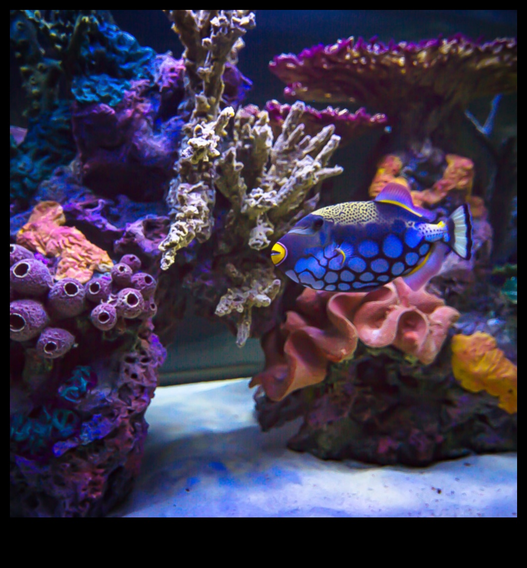 Fish Tank Artistry: Customizing Your Aquarium with Creative Designs