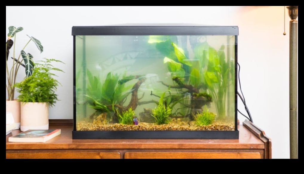 Fish Tank DIY Continued Creating Budget-Friendly Aquarium Accessories 1