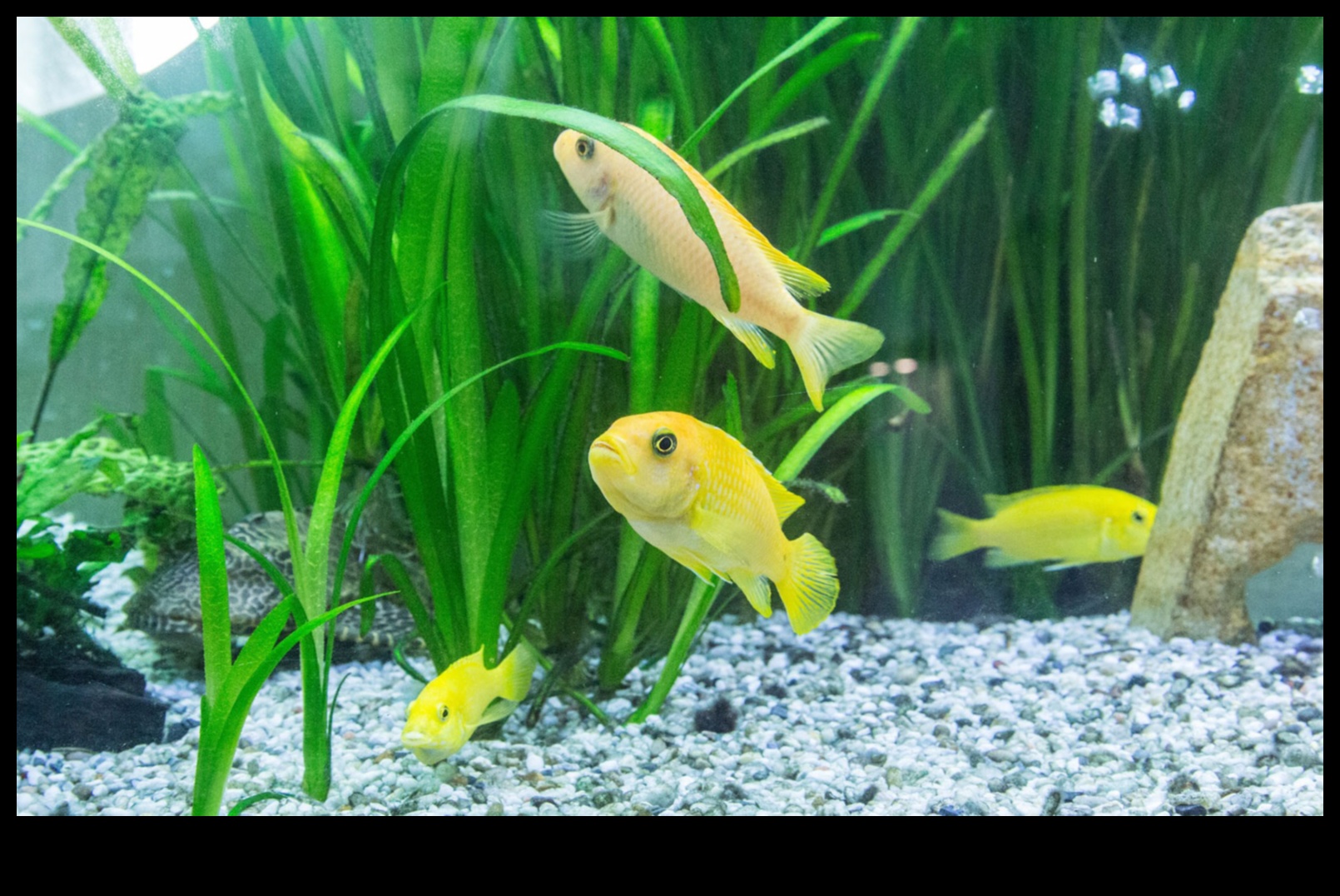 Fish Tank DIY Continued: Innovative Technology for Aquariums