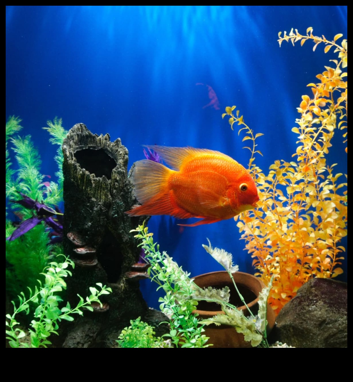 Fish Tank Decor DIY: Crafting Unique Environments for Your Fish