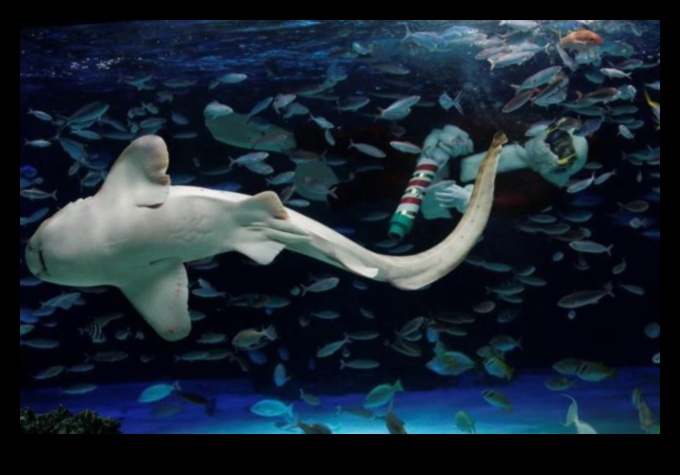 Fish Tank Festivities Continued: Hosting Underwater Celebrations