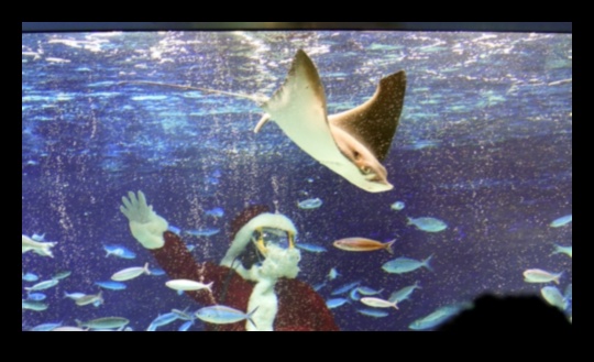 Fish Tank Festivities Continued: Hosting Underwater Celebrations