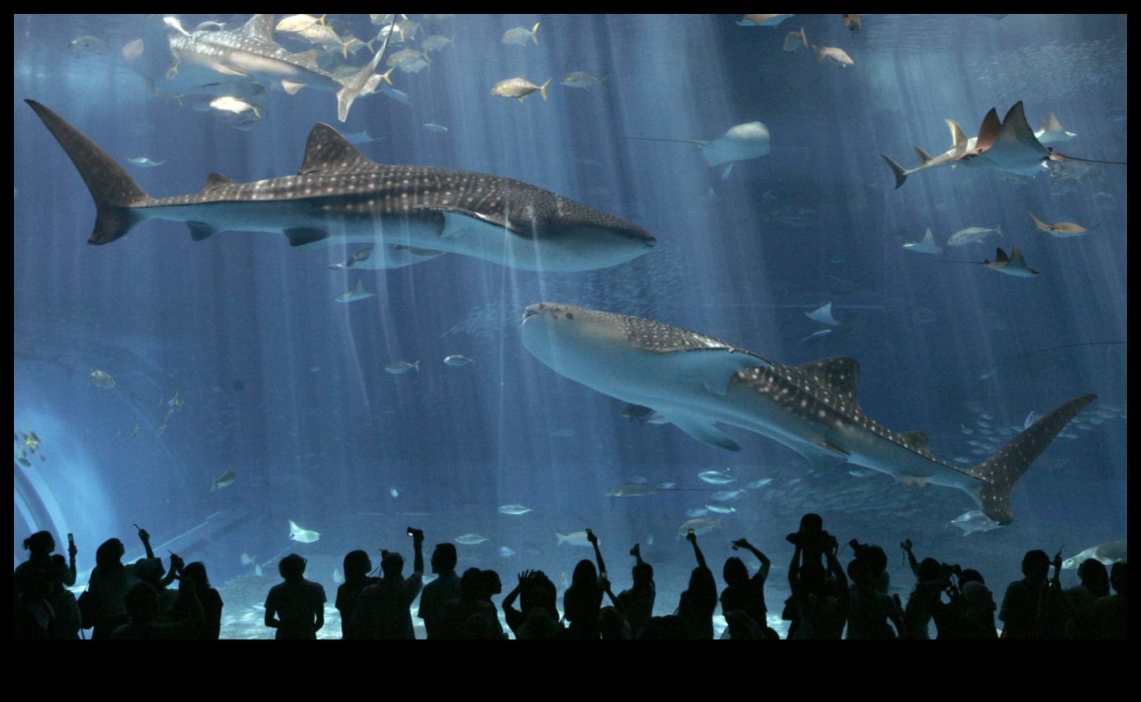 Fish Tank Festivities Continued: Hosting Underwater Celebrations