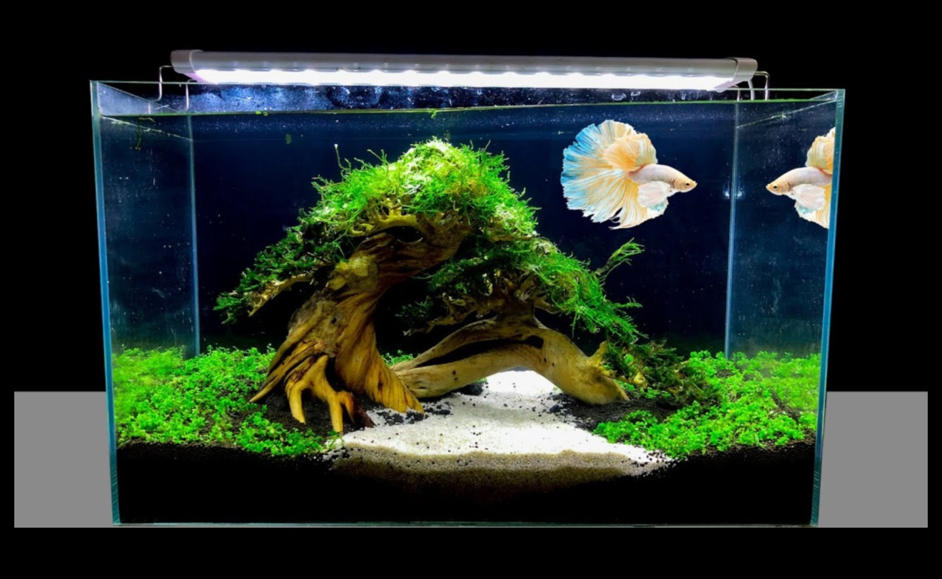Fish Tank Finery: Finishing Touches for a Stylish Aquarium