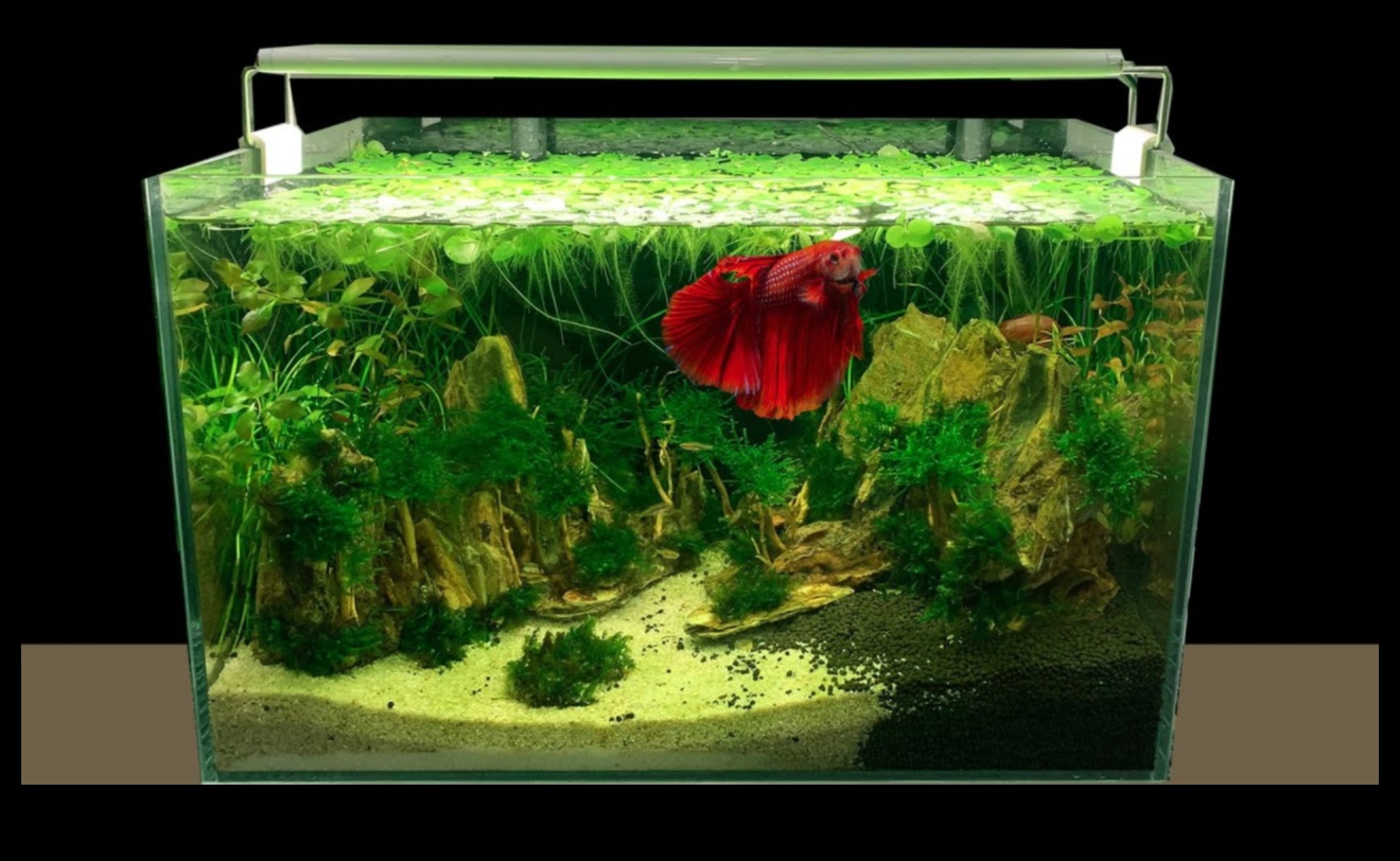 Fish Tank Finery: Finishing Touches for a Stylish Aquarium