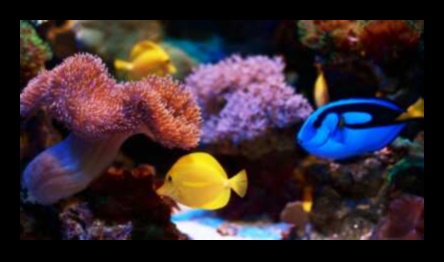 Fish Tank Finery: Finishing Touches for a Stylish Aquarium