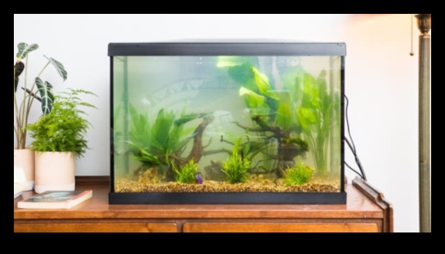 Fish Tank Finery Continued: Adding More Elegance to Your Aquarium