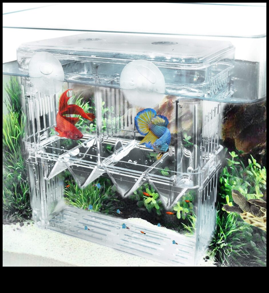 Fish Tank Fortunes Continued A New Way to Enrich Your Aquarium 1