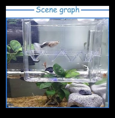 Fish Tank Fortunes Continued: Fortune-Telling Enrichment