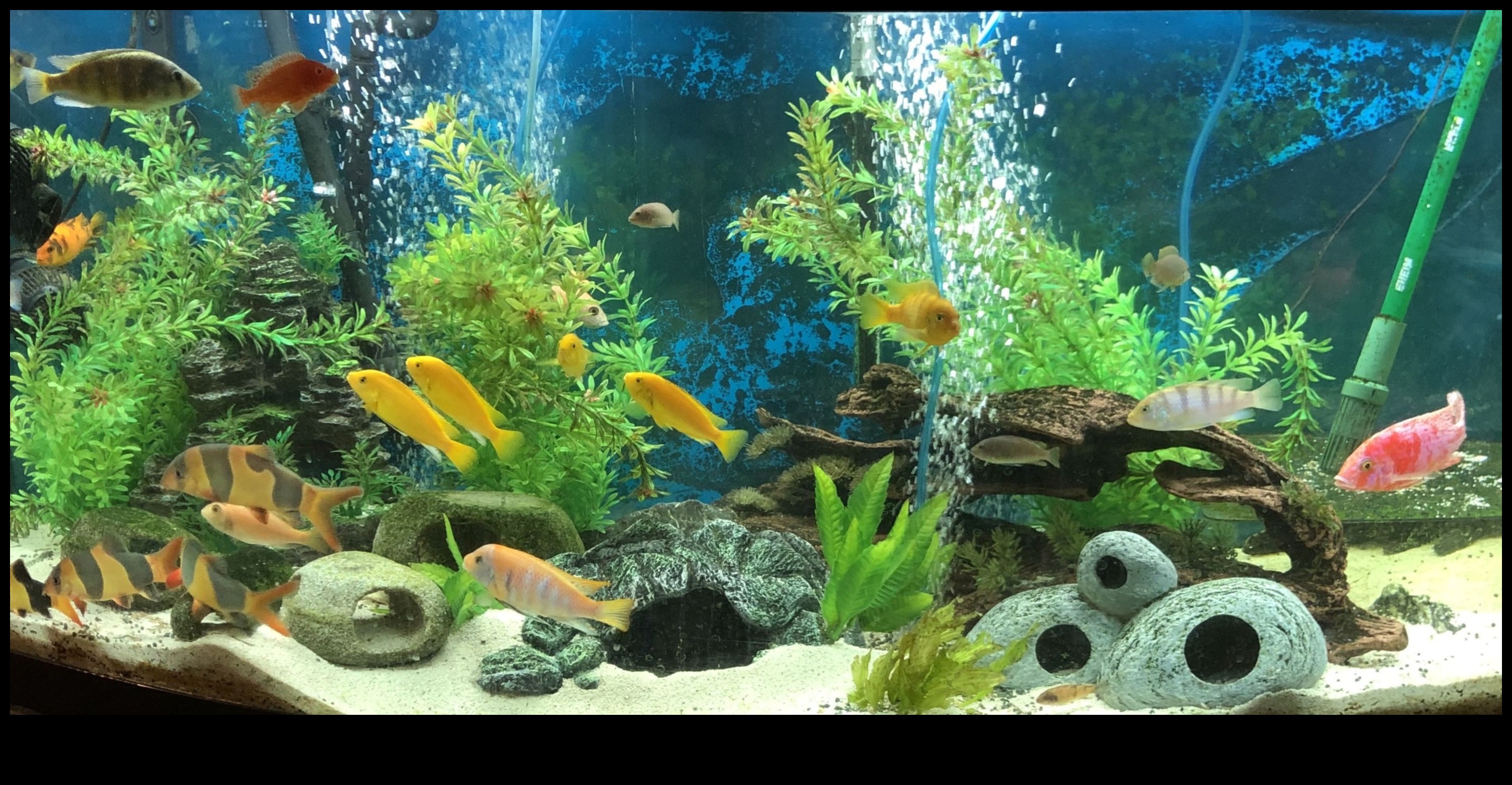 Fish Tank Fortunes Continued: Fortune-Telling Enrichment