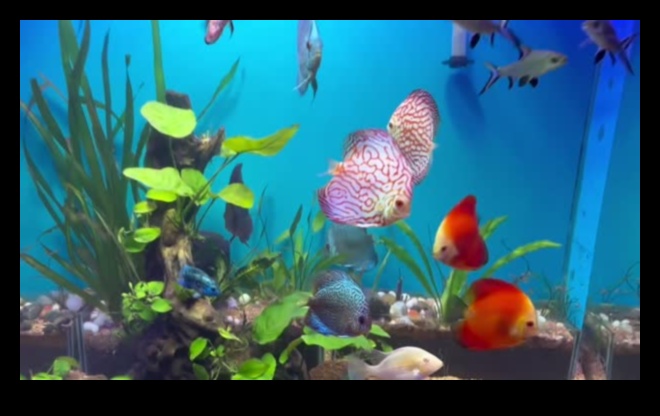 Fish Tank Fortunes Continued: Fortune-Telling Enrichment