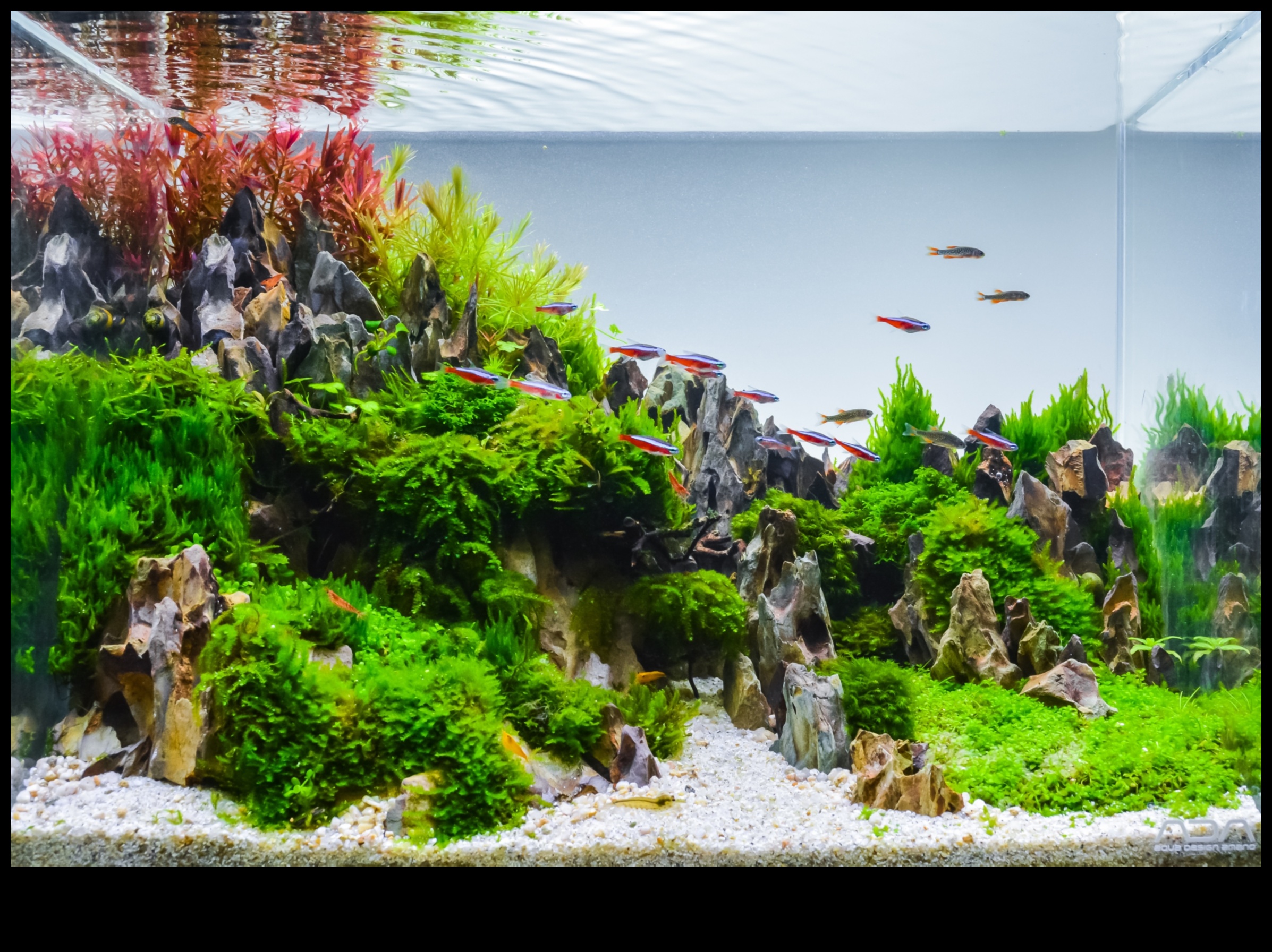 Fish Tank Freestyle: Improvised Decorating for Aquariums