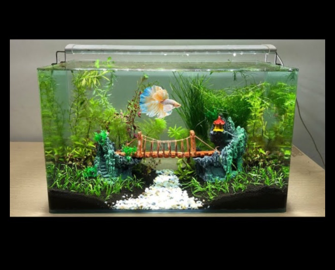 Fish Tank Freestyle: Improvised Decorating for Aquariums