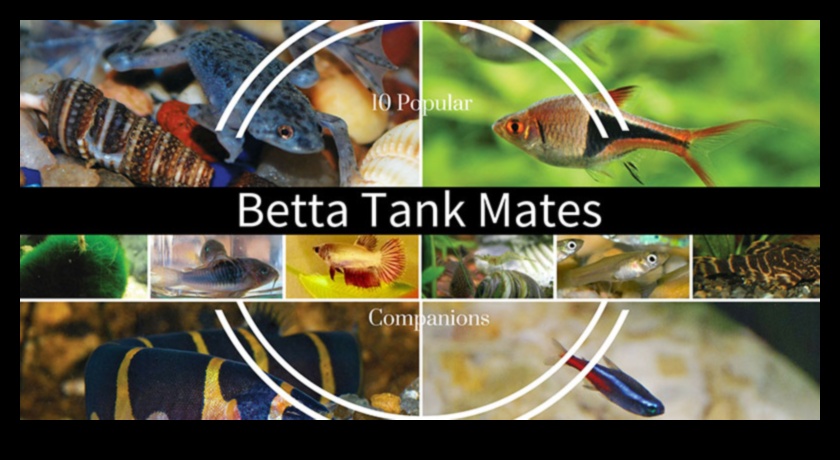 Fish Tank Friends Continued: Introducing Compatible Tank Mates
