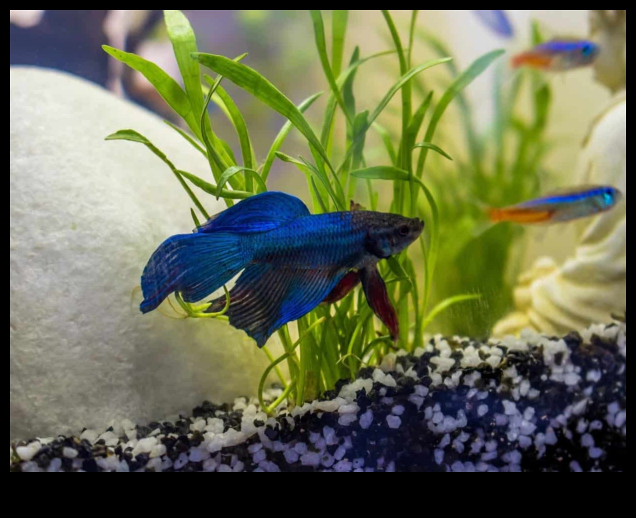 Fish Tank Friends Continued: Introducing Compatible Tank Mates