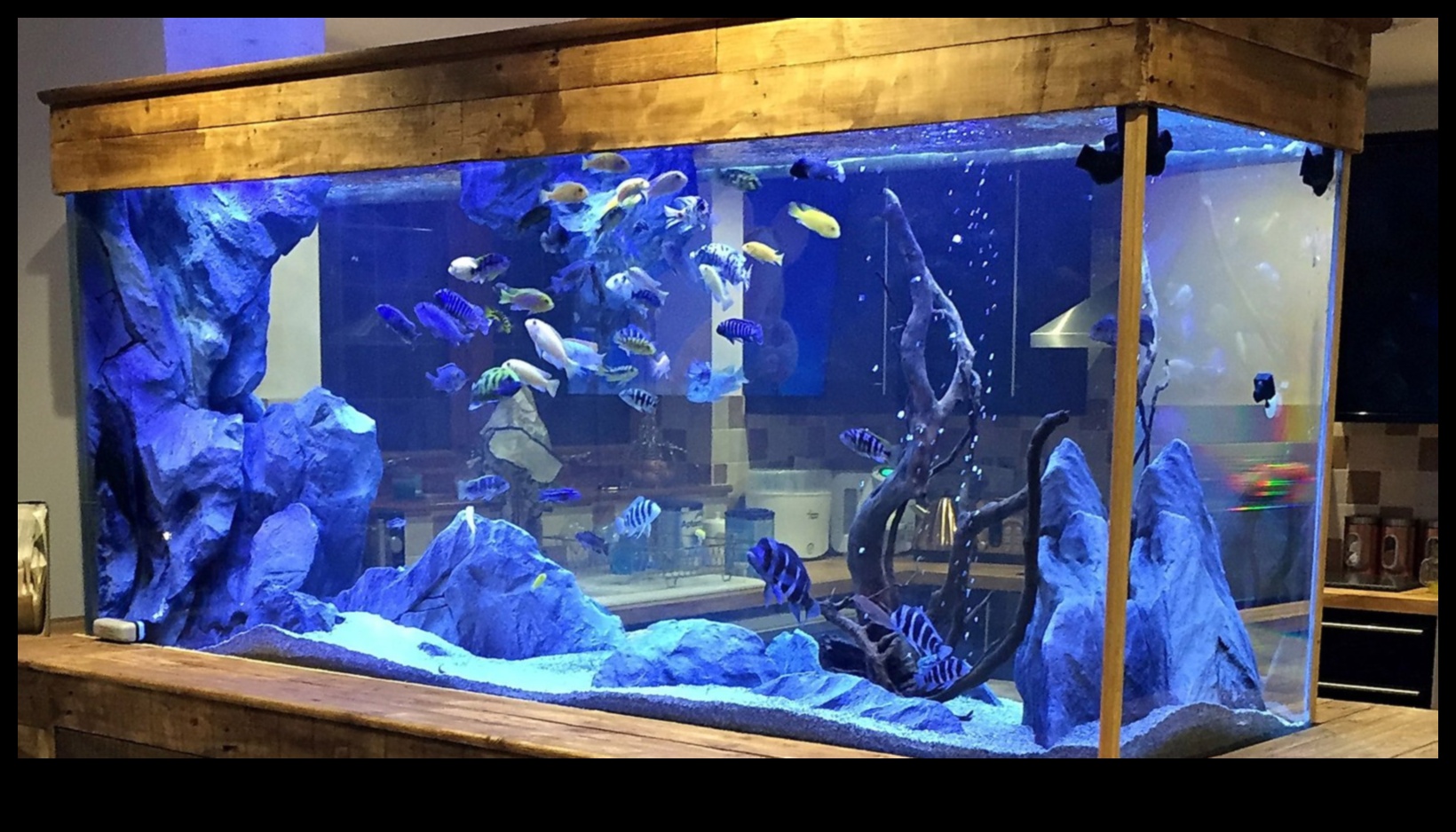 Fish Tank Funhouse Designing a Playful Environment for Fish 3 Fish Tank Funhouse: Designing a Playful Environment for Fish