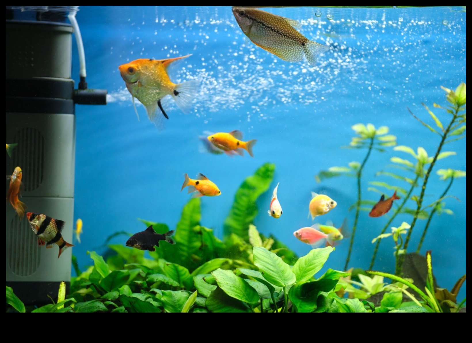 Fish Tank Funhouse Designing a Playful Environment for Fish 5 Fish Tank Funhouse: Designing a Playful Environment for Fish