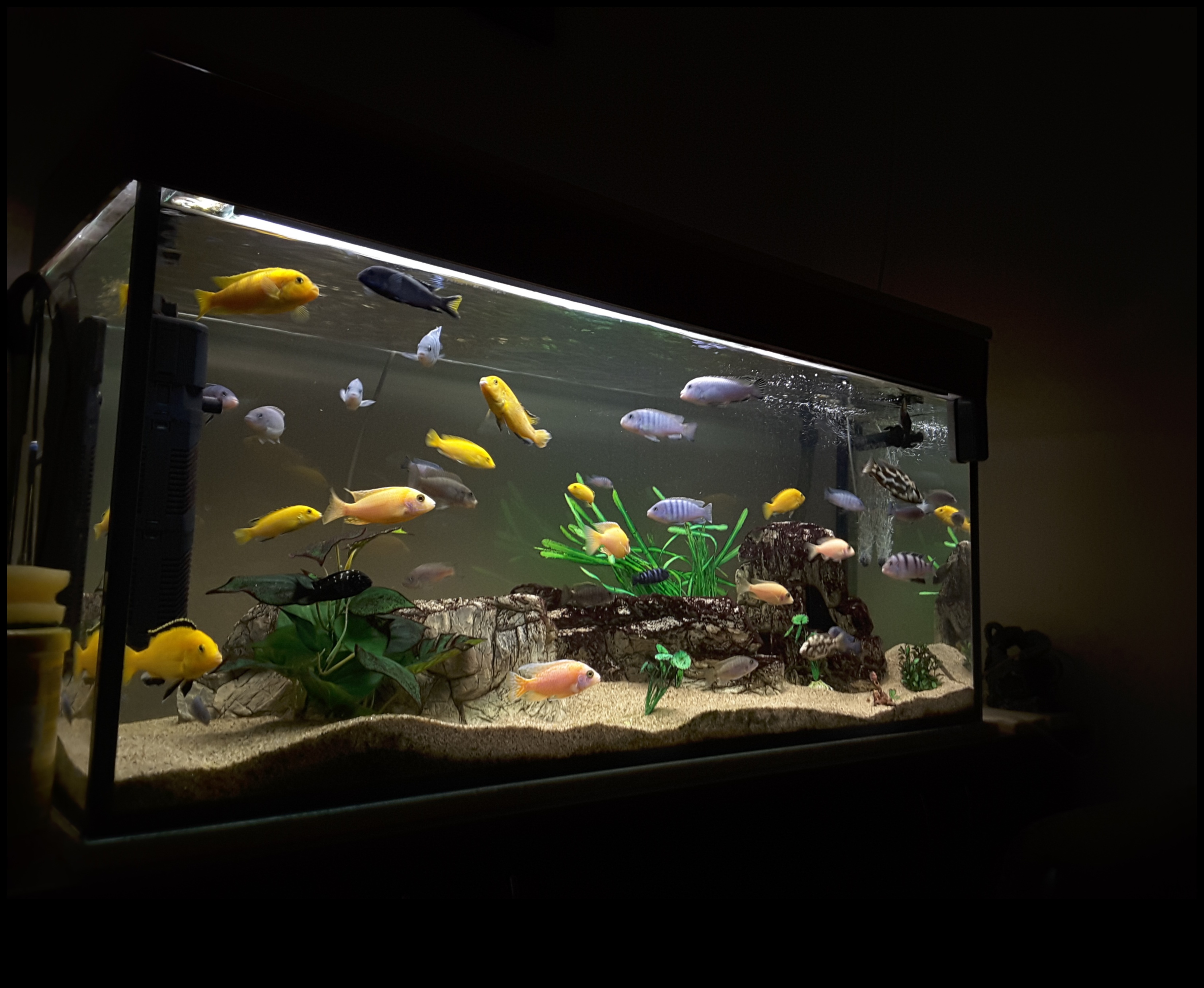 Fish Tank Therapy: The Calming Effect of Watching Fish