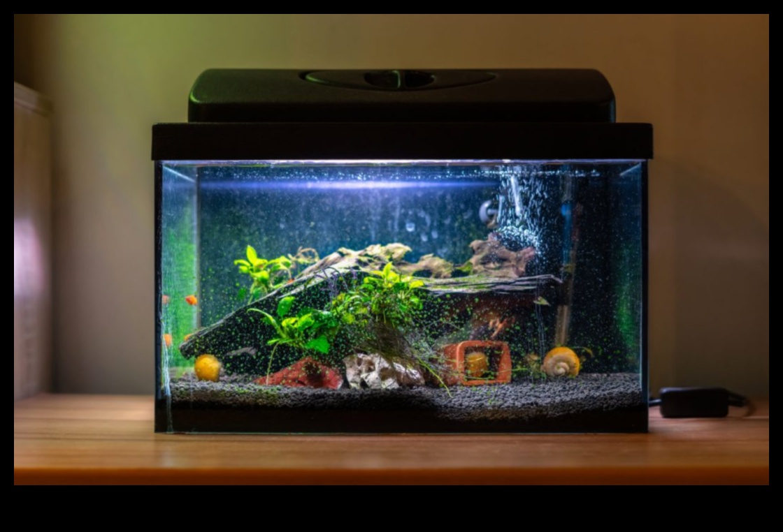 Fish Tank Therapy: The Calming Effect of Watching Fish