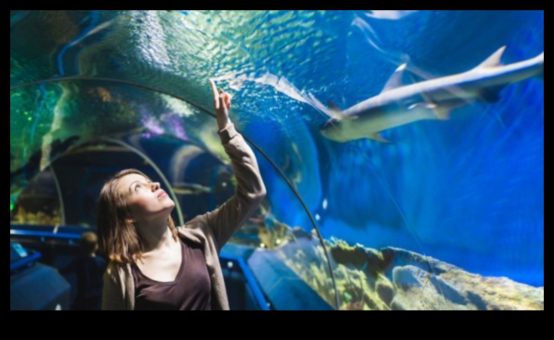 Fish Tank Therapy: The Calming Effect of Watching Fish