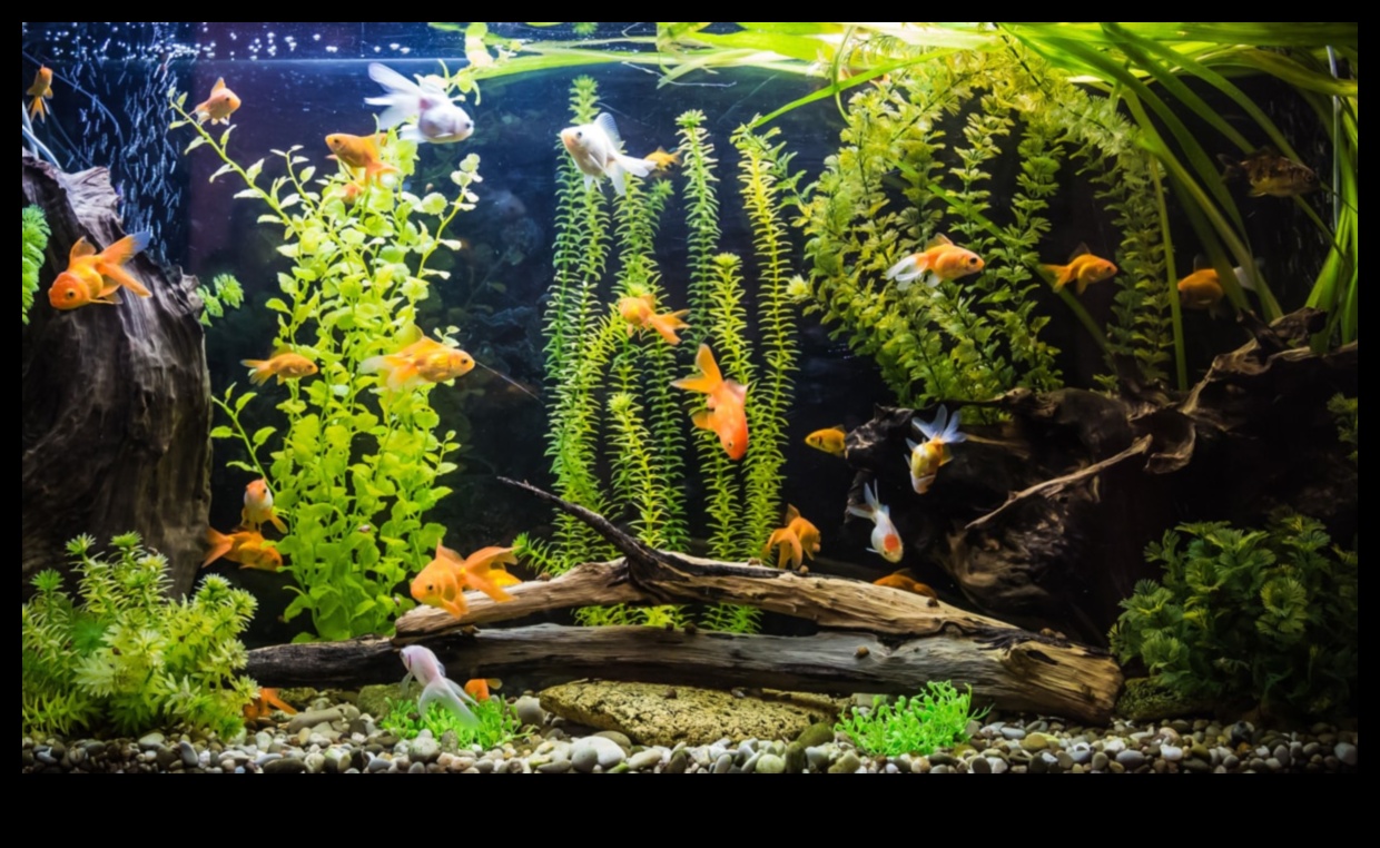 Fish Tank Therapy: The Calming Effect of Watching Fish